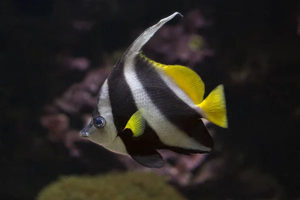 Flama Coralfish Longfin Bannerfish Resif Bannerfish Arabacı Heniochus Acuminatus — Stok fotoğraf