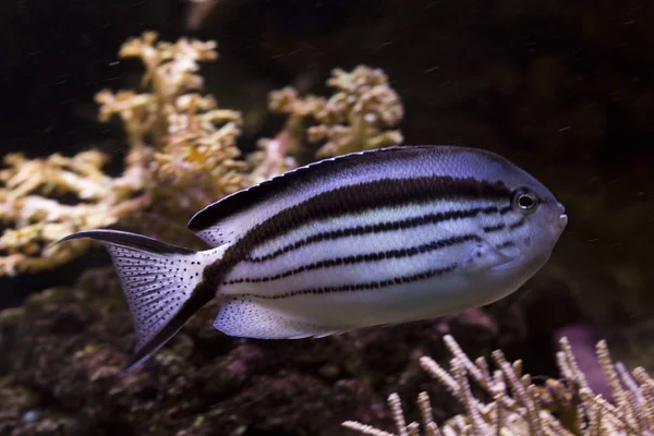 Pesce Angelo Striato Nero Pesce Angelo Lamarck Genicanthus Lamarck — Foto Stock