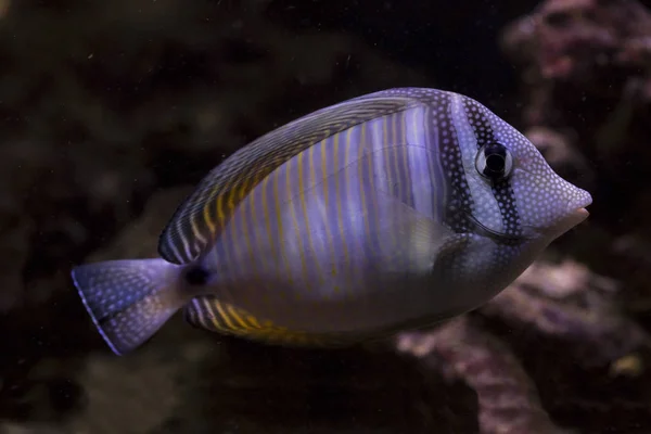 Red Sea Sailfin Tang Desjardin Sailfin Tang Zebrasoma Desjardinii — Stok fotoğraf