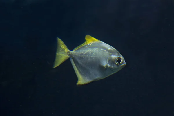 Gümüş Moonyfish Gümüş Moony Tereyağı Çipura Diamondfish Monodactylus Argentus — Stok fotoğraf