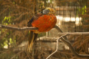 Golden pheasant, Çin sülün (Chrysolophus pictus).