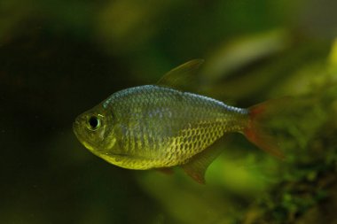 (Kolombiya tetra, mavi-kırmızı Kolombiyalı tetra Hyphessobrycon columbianus). 