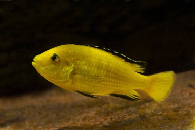  Limon sarı lab, mavi çizgi hap, elektrikli sarı, sarı Prens (Labidochromis caeruleus).