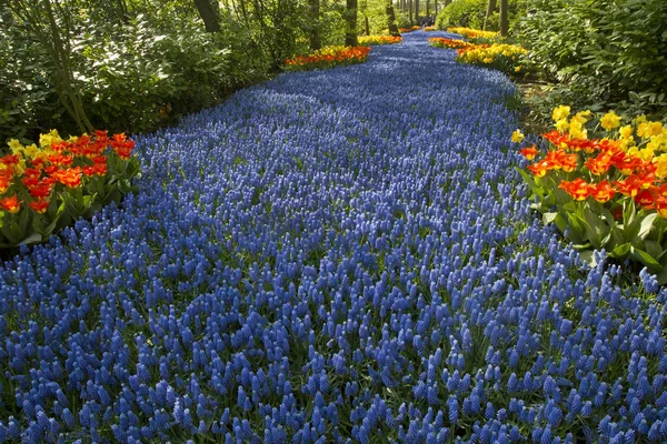 Kwiat Pole Parku Keukenhof Holandia — Zdjęcie stockowe