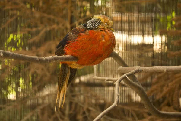 Golden pheasant, Çin sülün (Chrysolophus pictus).