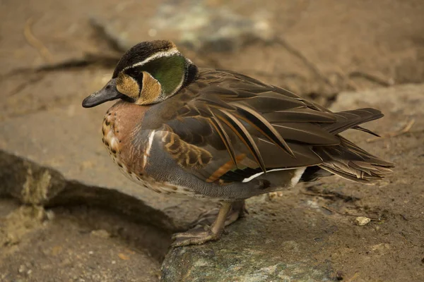 Baikal Teal Bimaculate Duck Squawk Duck Sibirionetta Formosa — 스톡 사진