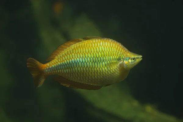 Lake Tebera Rainbowfish Melanotaenia Herbertaxelrodi — Stok fotoğraf