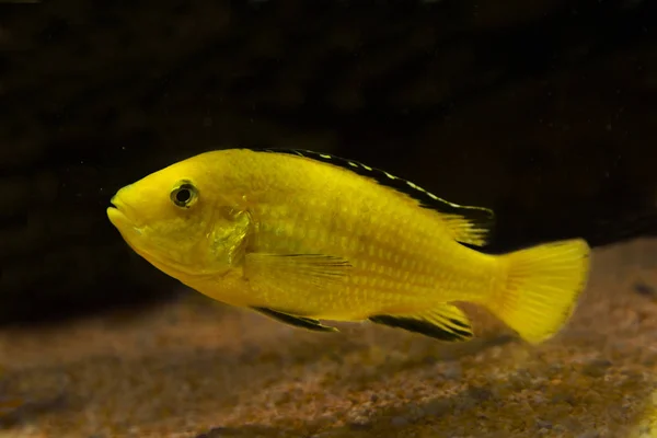  Limon sarı lab, mavi çizgi hap, elektrikli sarı, sarı Prens (Labidochromis caeruleus).