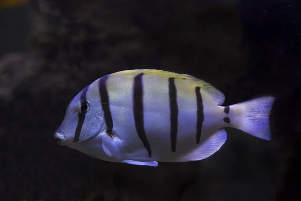 Acanthurus Triostegus Mahkum Tang Mahkum Surgeonfish — Stok fotoğraf