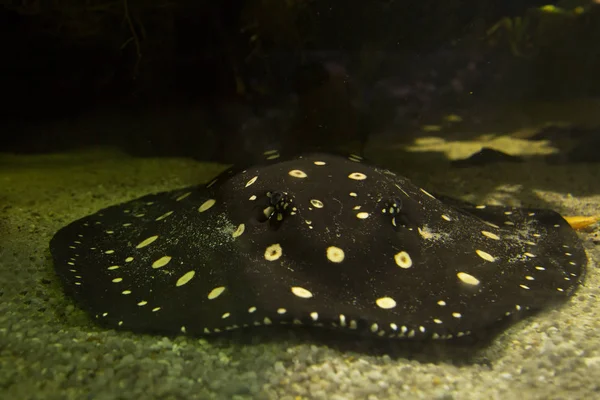 Beyaz başlıdırlar nehir vatoz (Potamotrygon leopoldi).