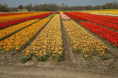 Hollanda Lale alanları.