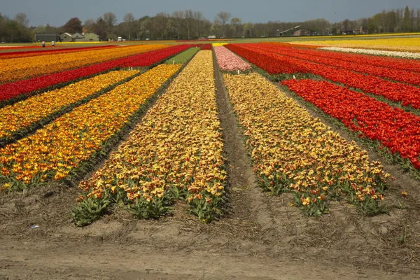 Holland Tulipán Mezők — Stock Fotó