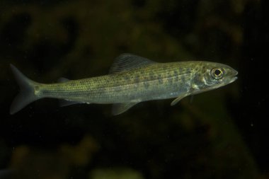 Akvaryumda Whitefish (Coregonus wartmanni).