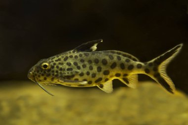  Ters yayın balığı (Synodontis grandiops). 