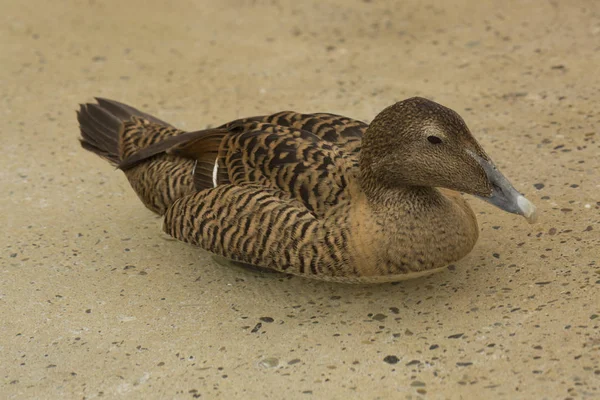 Pato Eider Somateria Mollissima — Foto de Stock