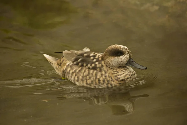 Eider Duck Somateria Mollissima — Stock Photo, Image