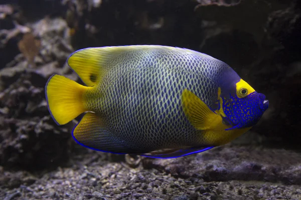 Yellowface Angelfish Pomacanthus Xanthometopon — Stock Photo, Image