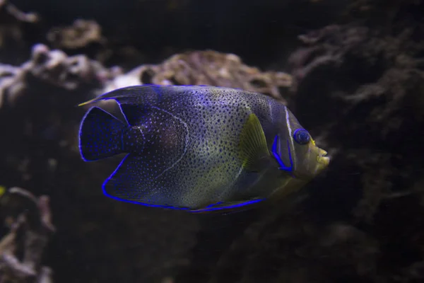 Kur Angelfish Yarım Daire Melek Balığı Pomacanthus Semicirculatus — Stok fotoğraf