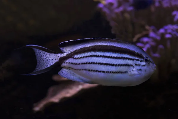 Blackstriped Angelfish Lamarck Angelfish Genicanthus Lamarck — Stock Photo, Image