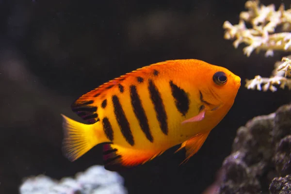 Alev angel (Centropyge loricula).