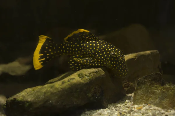 Golden nugget vatoz (Baryancistrus xanthellus). 