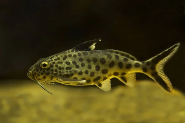  Ters yayın balığı (Synodontis grandiops). 