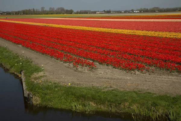 Pola Tulipanów Holandii — Zdjęcie stockowe