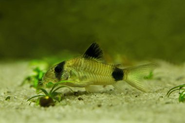 Panda yayın balığı (Corydoras panda).