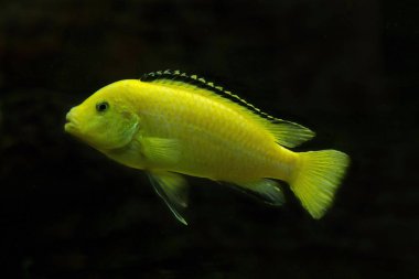  Limon sarı lab, mavi çizgi hap, elektrikli sarı, sarı Prens (Labidochromis caeruleus).