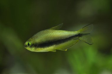 Nematobrycon palmeri (İmparator tetra).