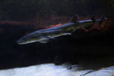 Küçük benekli catshark, kum Kedibalığı, Kedibalığı, gördü daha az kaba-tazı, Morgay (Scyliorhinus canicula).
