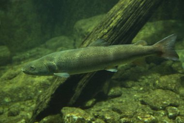 Huchen veya Danube somon balığı (Hucho hucho).