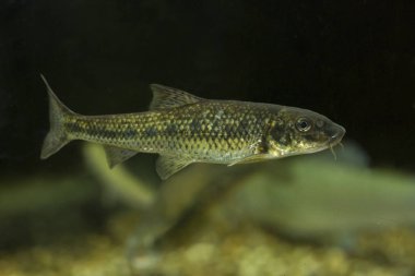  Enayi balığı (Gobio gobio).