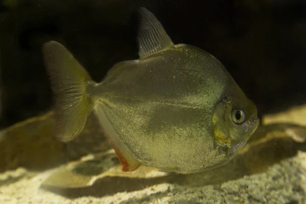 Silberdollar Metynnis Hypsauchen — Stockfoto