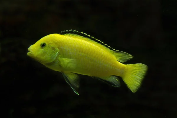 レモン イエローのラボ ブルースト Hap 電気黄色 黄色王子 Labidochromis Caeruleus — ストック写真