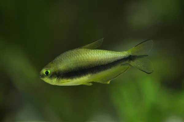 Nematobrycon Palmeri Imperador Tetra — Fotografia de Stock