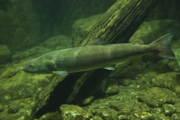 Huchen Salmón Del Danubio Hucho Hucho — Foto de Stock