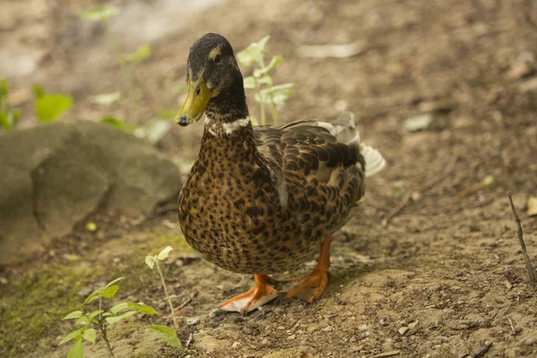 Canard Colvert Anas Platyrhynchos Femelle — Photo