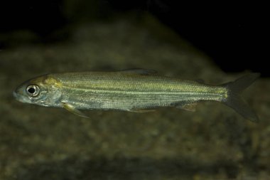 Whitefish türler (Coregonus wartmanni).