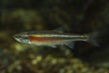 Redside dace (Clinostomus elongatus).