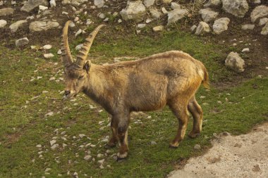 Steinbock. Alp dağ keçisi (Capra dağ keçisi)). 