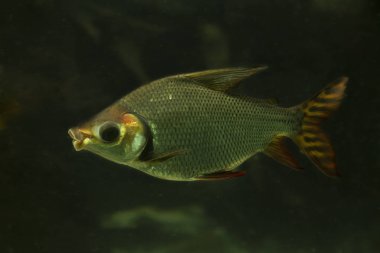 Öpüşme prochilodus, bayrak kuyruklu prochilodus (Semaprochilodus insignis).