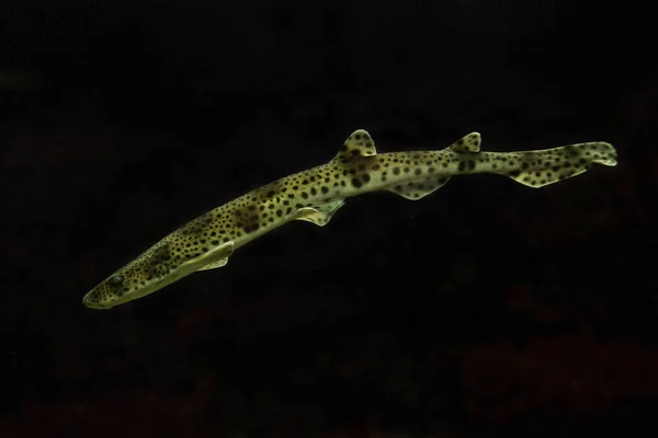 Small Spotted Catshark Zandige Hondshaai Mindere Spotted Dogfish Rough Hound — Stockfoto