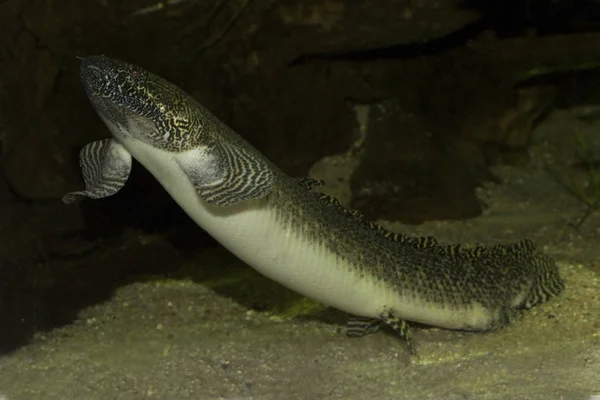 Вест Африканський Lunefish Protopterus Annectens — стокове фото