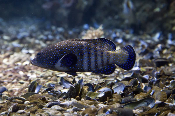 Roi Bluespotted Grouper Celestial Grouper Cephalopholis Argus — Stock Photo, Image