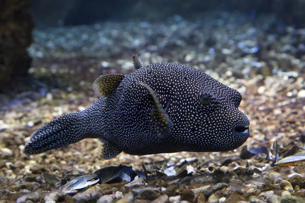 Peixe Boi Guiné Dourado Arothron Meleagris — Fotografia de Stock