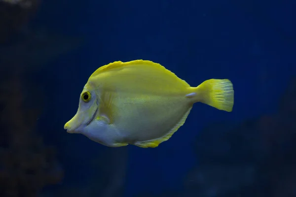 Tang Giallo Zebrasoma Flavescens — Foto Stock