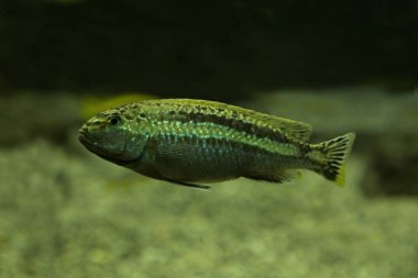Auratus Çiklit, altın mbuna, Malawi altın çiklid (melanochromis auratus). 