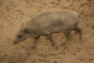 Babirusa, geyik domuzları. (Balkan)).
