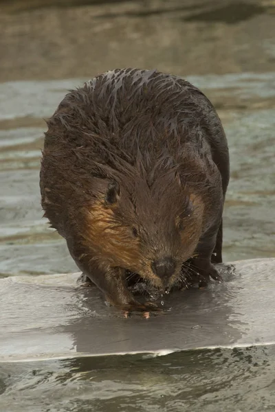 Eurasian Beaver Castor Fiber — Stock Photo, Image